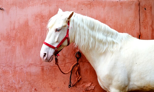 An albinos white horse against a red adobe wall.