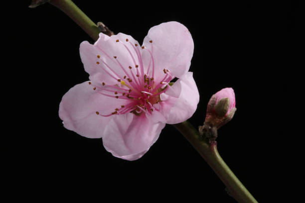 istock peach blossom on black background 1214595147