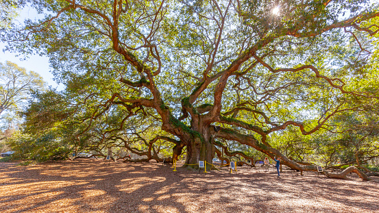 Charleston, South Carolina, USA - February 28, 2020: Angel Oak tree in Charleston, South Carolina, USA, a Southern live oak (Quercus virginiana) estimated to be 400-500 years old.