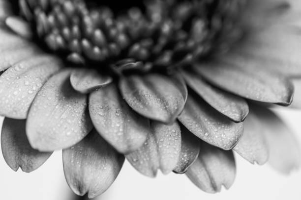 istock Black and white flower petals 1214595719