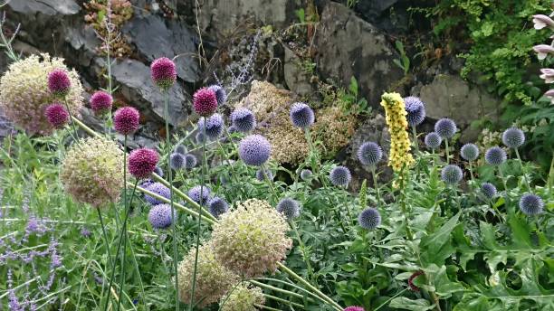 パープル グローバル シスル - flower may thistle purple ストックフォトと画像