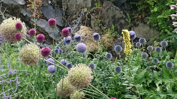 fioletowy globalny oset - flower may thistle purple zdjęcia i obrazy z banku zdjęć