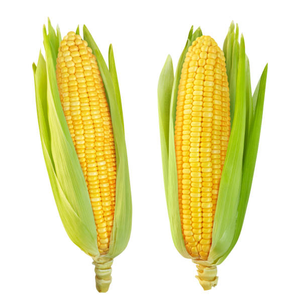 mais isolato su sfondo bianco - corn on the cob immagine foto e immagini stock