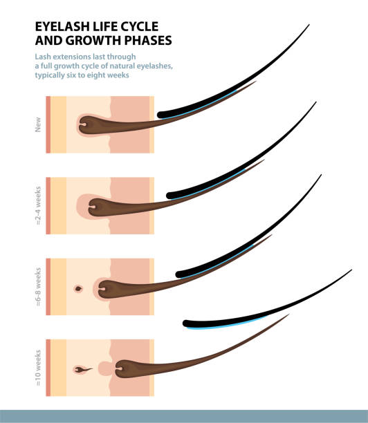Eyelash Life Cycle and Growth Phases. How Long Do Eyelash Extensions Stay On. Macro Side View. Guide. Infographic Vector Illustration Eyelash Life Cycle and Growth Phases. How Long Do Eyelash Extensions Stay On. Macro Side View. Guide. Infographic Vector Illustration eyelash stock illustrations