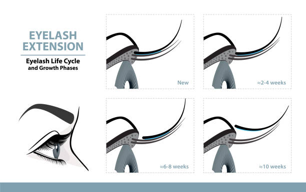 Lash Extension Life Cycle. How Long Do Eyelash Extensions Stay On. Side View. Infographic Vector Illustration Lash Extension Life Cycle. How Long Do Eyelash Extensions Stay On. Side View. Infographic Vector Illustration mink fur stock illustrations