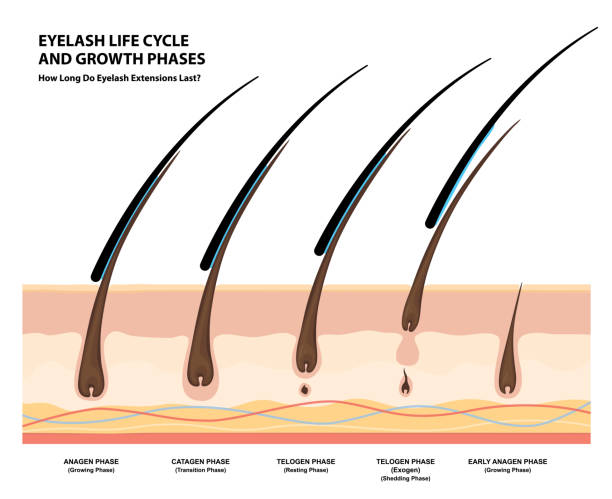 wimpern-lebenszyklus und wachstumsphasen. wie lange bleiben wimpernverlängerungen. makro, selektiver fokus. anleitung. infografik vektor-illustration - fill frame stock-grafiken, -clipart, -cartoons und -symbole