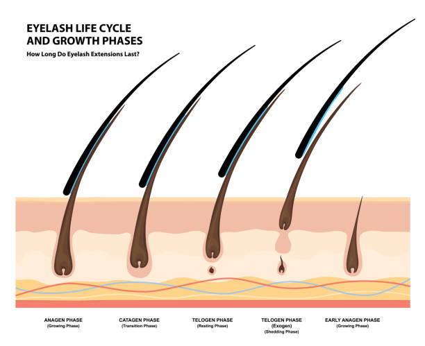 Eyelash Life Cycle And Growth Phases How Long Do Eyelash Extensions Stay On Macro Selective Focus Guide Infographic Vector Illustration Stock Illustration - Download Image Now - iStock
