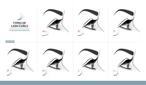 Vector illustration of Types of Lash Curls.  Eyelash Extension for Most Attractive Look. Woman Eye with Long Thick Eyelashes. Side View. Macro, Selective Focus. Guide. Infographic Vector Illustration