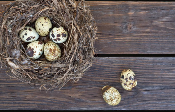 istock Speckled quail eggs in a nest and on an old wooden table 1214598272