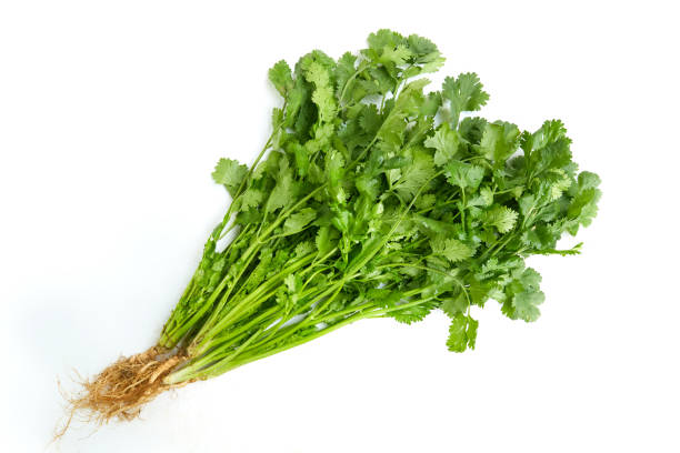 Bunch of fresh coriander leaves isolated on white background stock photo