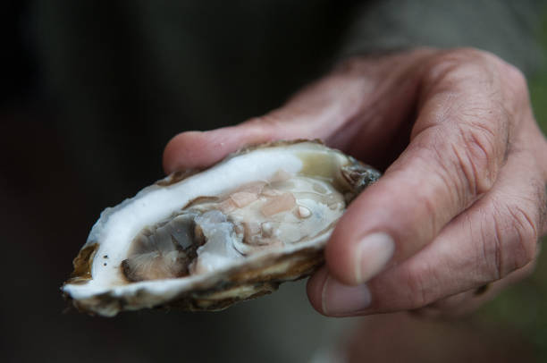istock Oyster Harvest, Chesapeake Bay 1214599137