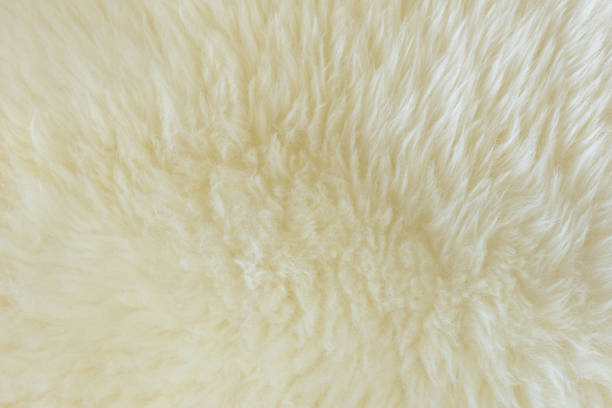 istock background and textured of real white cream wool sheep 1214599775