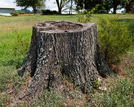 Old tree stump surrounded by grass in the backyard of a farm house.