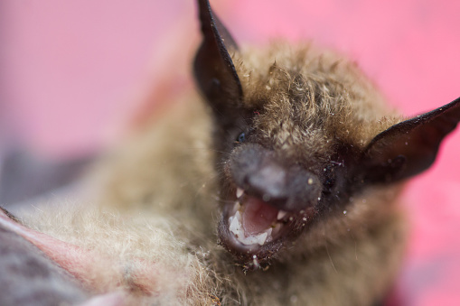 Bat, central Virginia