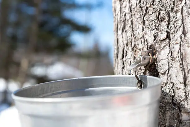 Photo of Grandfather and grandson tapping maple tree for maple syrup