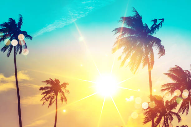 istock Tropical palm coconut trees on sunset sky flare and bokeh nature background. 1214601659