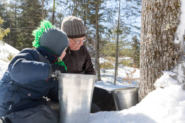 istock Grandfather and grandson tapping maple tree for maple syrup 1214601732
