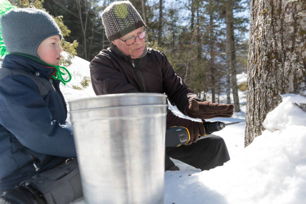 istock Grandfather and grandson tapping maple tree for maple syrup 1214602524