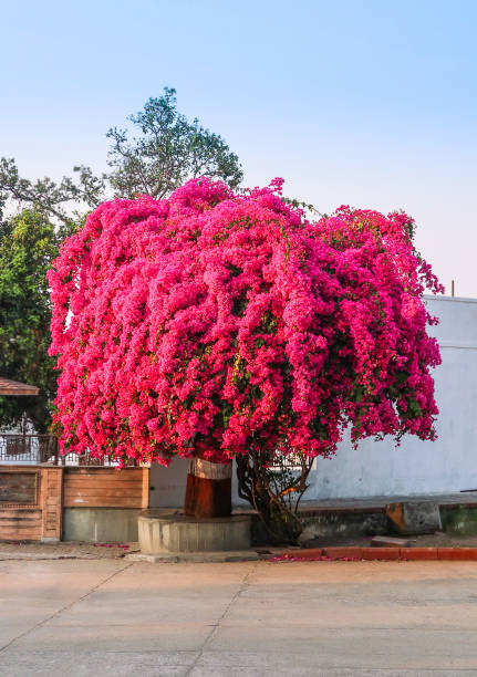 istock Pink bougainvillea flowers blooming 1214602559