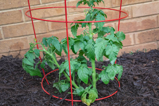 Tomato Plant in a Cage in a Home Vegetable Garden Newly planted tomato plant in a tomato cage in a home garden tomato cages stock pictures, royalty-free photos & images