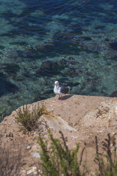istock Seagull on a Cliff in La Jolla California 1214604631