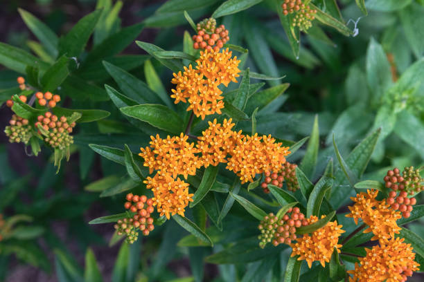 istock Orange Butterfly Weed or Milkweed in a Backyard Garden 1214604642