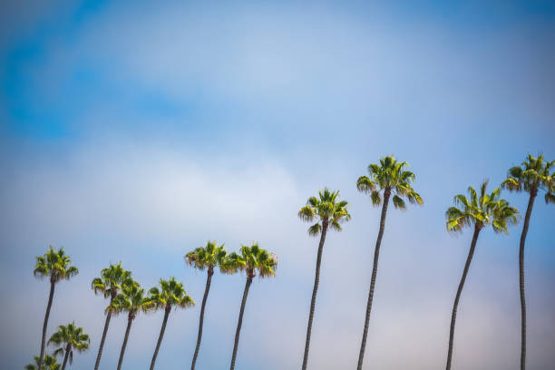 istock Palm Trees in La Jolla California with Copy Space 1214604695