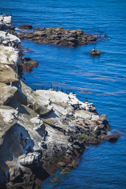 istock Cliffs with wildlife at La Jolla in California 1214604730