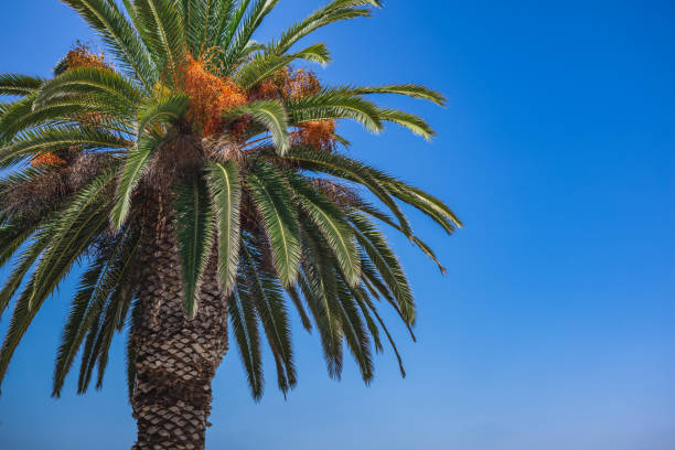 istock Palm Tree in La Jolla California 1214604737
