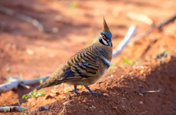 A Spinifex Pigeon (Geophaps plumifera) forages for food on the ground at Kings Creek.