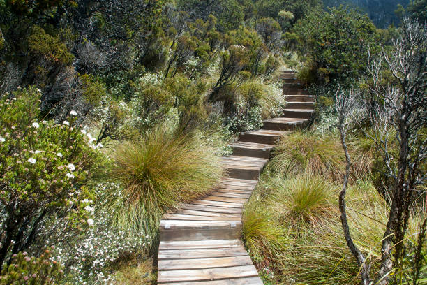 Spring scene from around Cradle Mountain - Lake St Clair National Park, Tasmania