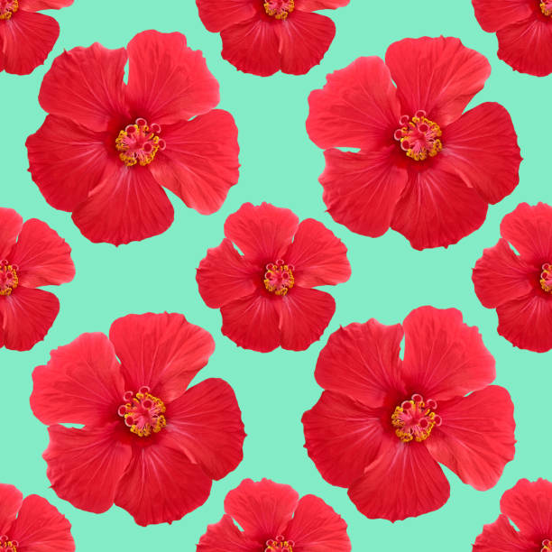 istock Hibiscus. Illustration, texture of flowers. Seamless pattern for continuous replication. Floral background, photo collage for textile, cotton fabric. For use in wallpaper, covers 1214608091