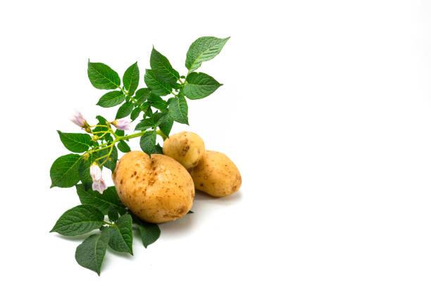 istock potato sliced with leaves 1214608899