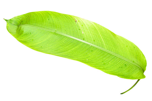 istock Heliconia variegated leaf isolated on white background with clipping path. 1214608960