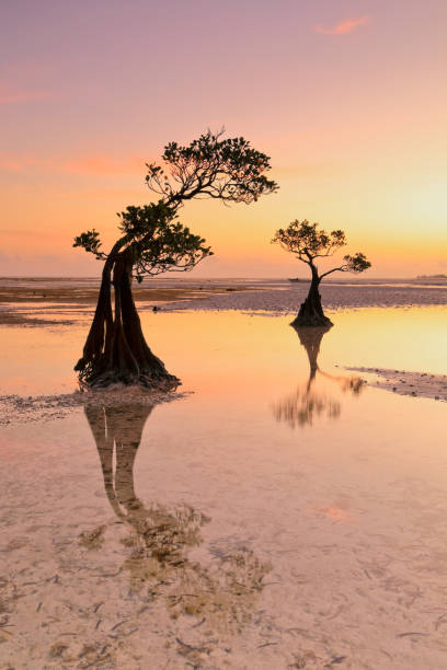 istock Dancing Trees of Sumba Island in Indonesia 1214609844