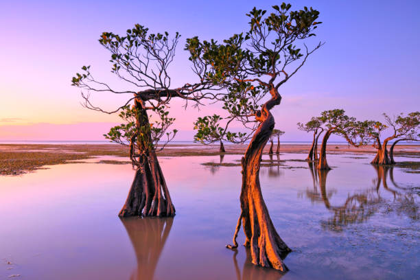 Dancing Trees of Sumba Island in Indonesia These dancing trees can be found along the mangrove forest near Walakiri Beach in Sumba Island, Indonesia. central java province stock pictures, royalty-free photos & images