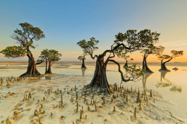 Dancing Trees of Sumba Island in Indonesia These dancing trees can be found along the mangrove forest near Walakiri Beach in Sumba Island, Indonesia. mangrove forest photos stock pictures, royalty-free photos & images