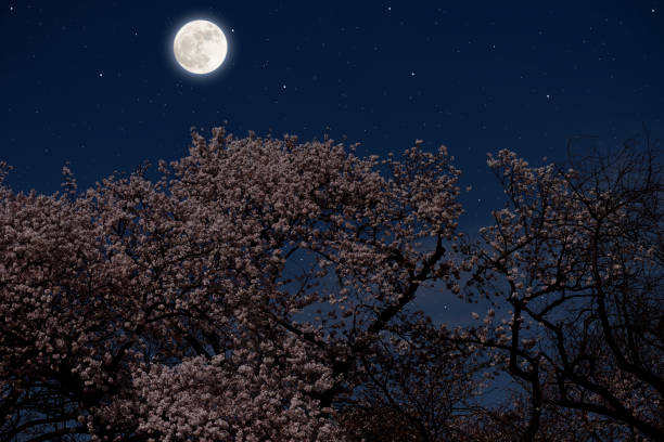 istock Full moon rising over the Cherry trees in full  blossom 1214609933