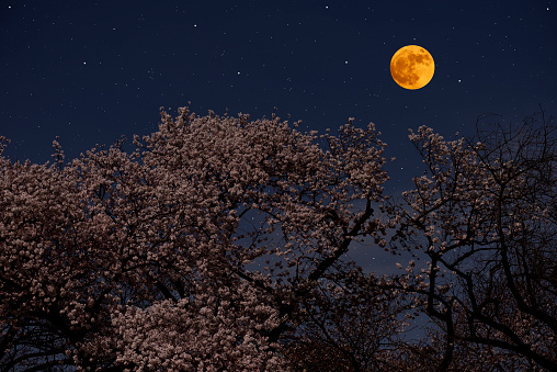 Full moon rising over the Cherry trees in full  blossom with copy space.