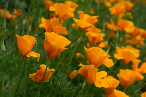 istock Beautiful Field of Poppies 1214610852