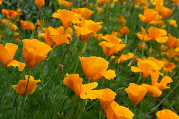 istock Beautiful Field of Poppies 1214610924