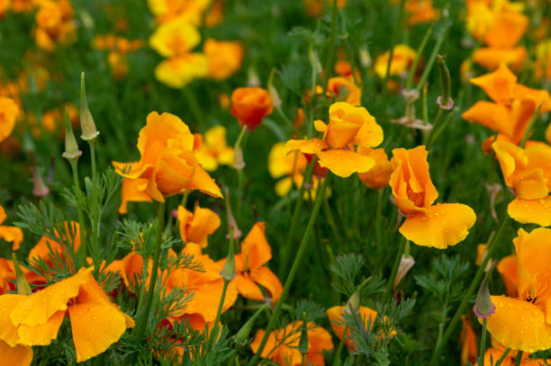 istock Beautiful Field of Poppies 1214610958