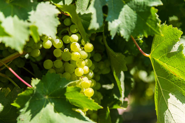 istock White grapes on a vine in a vineyard in Mendoza on a sunny day 1214612793