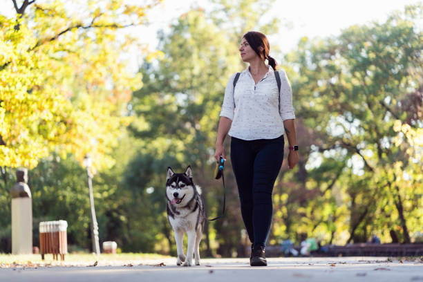 istock Young Siberian husky walking in the park with his owner 1214614366