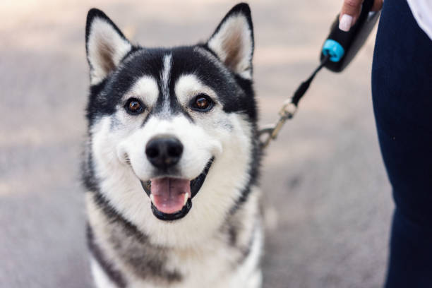 Beautiful purebred Siberian husky looking at camera Close-up portrait of young male Siberian husky standing on the street siberian husky stock pictures, royalty-free photos & images