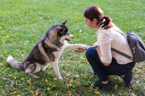 istock Siberian husky playing with his owner in the park 1214614372