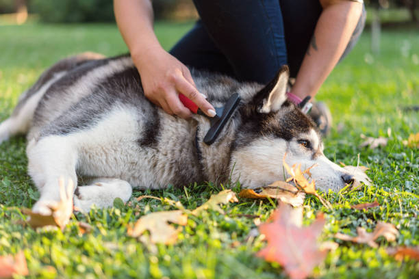 istock Woman cleaning and combing her Siberian husky 1214614375