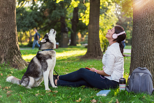 Male Siberian husky sitting on the grass in the park and howling with his owner
