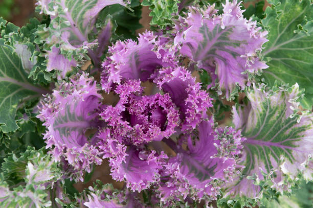 istock Ornamental Kale Plant 1214614953
