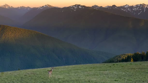 istock deer feeding at hurricane ridge on the olympic peninsula 1214615122